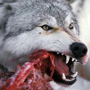 Meet your Posher, Ana